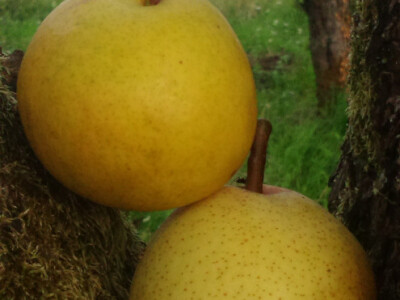 Vrlo ukusne kruške obitelji Trošeljac