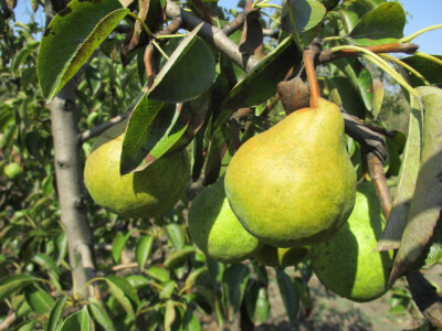 plod-sitniji-zbog-suse