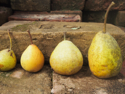 različite stare ljetne sorte