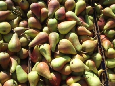 Kruške s OPG-a Ružić