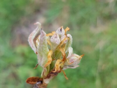 Kruškin cvjetojed Kruškin cvjetojed