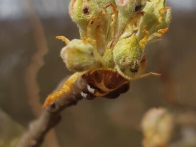 Kruškin cvjetojed Kruškin cvjetojed