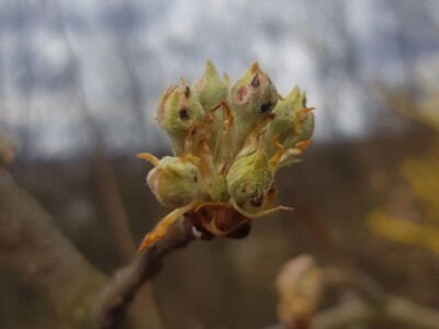Kruškin cvjetojed Kruškin cvjetojed