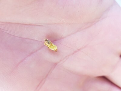 Kruškin cvjetojed Kruškin cvjetojed