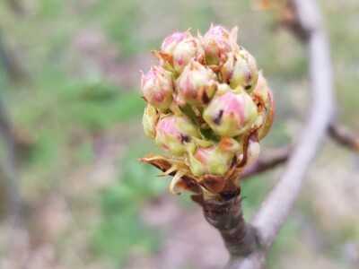 Kruškin cvjetojed Kruškin cvjetojed