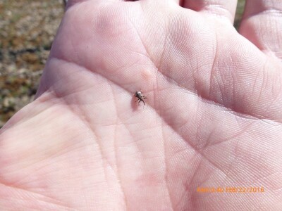 Kruškin cvjetojed Kruškin cvjetojed