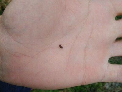 Kruškin cvjetojed Kruškin cvjetojed