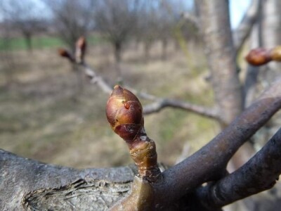 Kruškin cvjetojed Kruškin cvjetojed