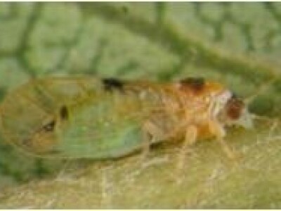 Kruškina buha i kako protiv nje?