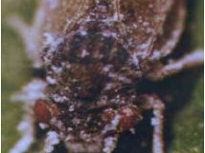 Kruškina buha i kako protiv nje?