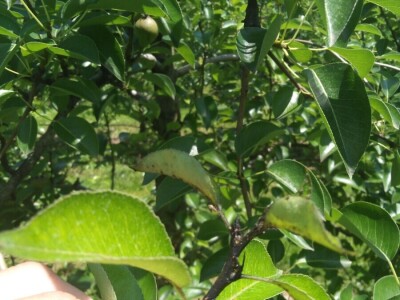 Kruškina buva Kruškina buva