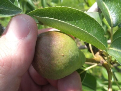 Kruškina buva Kruškina buva