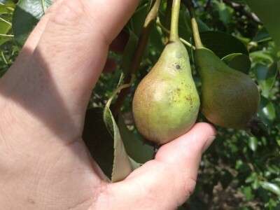 Kruškina buva Kruškina buva