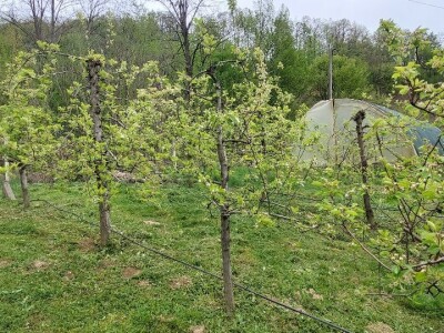 Kruškina grinja Kruškina grinja