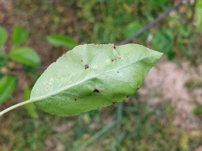 Kruškina grinja Kruškina grinja