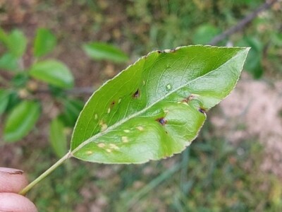 Kruškina grinja Kruškina grinja