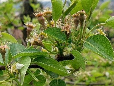 Kruškina grinja Kruškina grinja