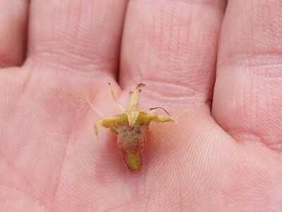 Kruškina grinja Kruškina grinja