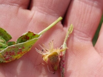 Kruškina grinja Kruškina grinja