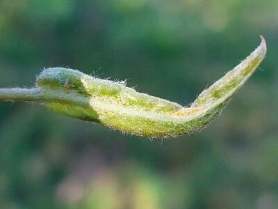 Kruškina grinja Kruškina grinja