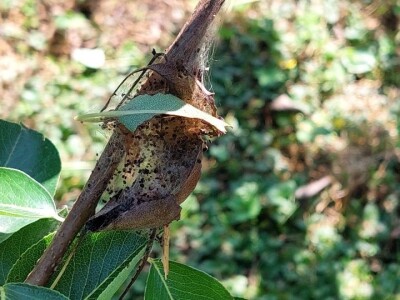 Krvava uš i lisna osa krušaka