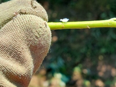 Krvava uš i lisna osa krušaka