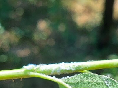 Krvava uš i lisna osa krušaka