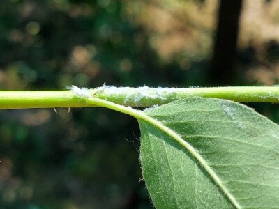 Krvava uš i lisna osa krušaka
