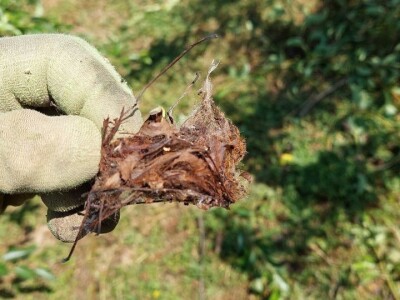 Krvava uš i lisna osa krušaka