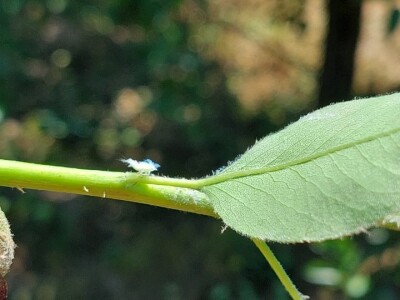 Krvava uš i lisna osa krušaka