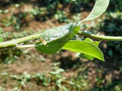 Krvava uš i lisna osa krušaka