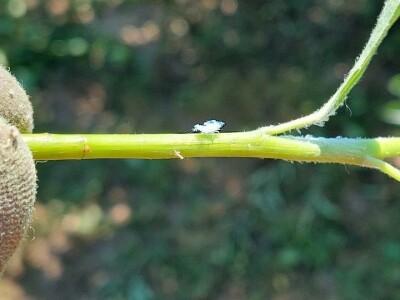 Krvava uš i lisna osa krušaka