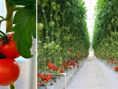 Križevački KTC traži kooperante krastavaca kornišona