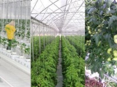 Križevački KTC traži kooperante krastavaca kornišona