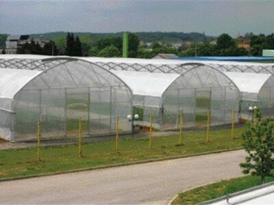 Križevački KTC traži kooperante krastavaca kornišona