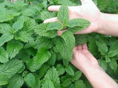 Kuća magične trave  - OPG Jakopović