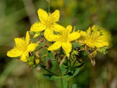 Kuća magične trave  - OPG Jakopović