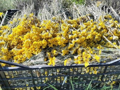 Kuća magične trave  - OPG Jakopović