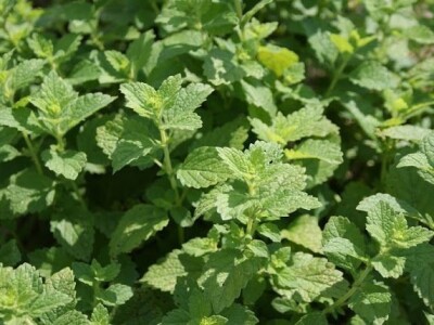 Kuća magične trave  - OPG Jakopović