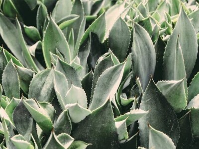 Kuća magične trave  - OPG Jakopović