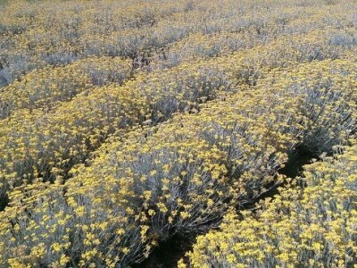 Kuća magične trave  - OPG Jakopović