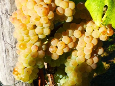 Kuća vina Ivan Katunar