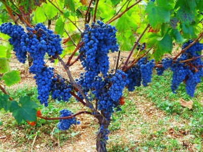 Kuća vina Ivan Katunar