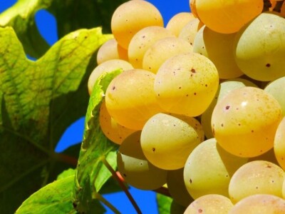 Kuća vina Ivan Katunar