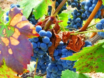 Kuća vina Ivan Katunar