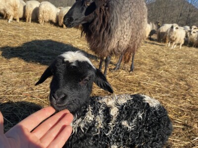 OPK Kučan Aleksinica