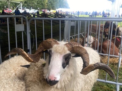 OPK Kučan Aleksinica