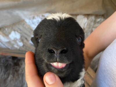 OPK Kučan Aleksinica