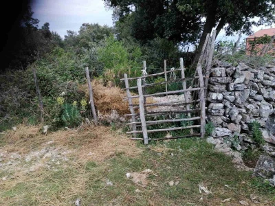 Ovčarstvo na Cresu