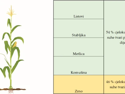 Silaža